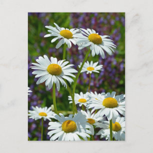 Weißer Frühling in Blüte Postkarte