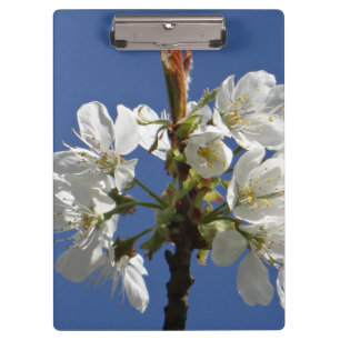 Weißer Frühling Klemmbrett
