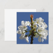 Weißer Frühlingsblut (Vorne/Hinten)