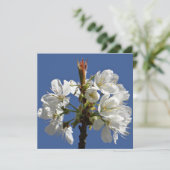 Weißer Frühlingsblut (Stehend Vorderseite)