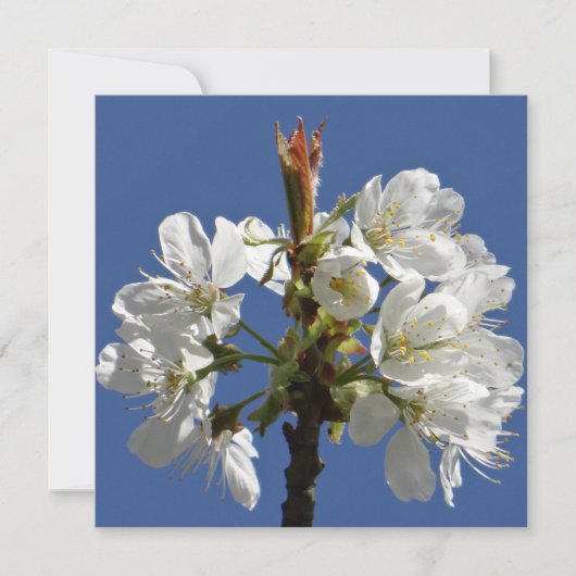 Weißer Frühlingsblut (Vorderseite)