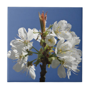 Weißer Frühlingsblut Fliese