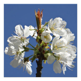 Weißer Frühlingsblut Fotodruck