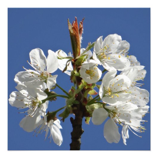 Weißer Frühlingsblut Fotodruck (Vorne)