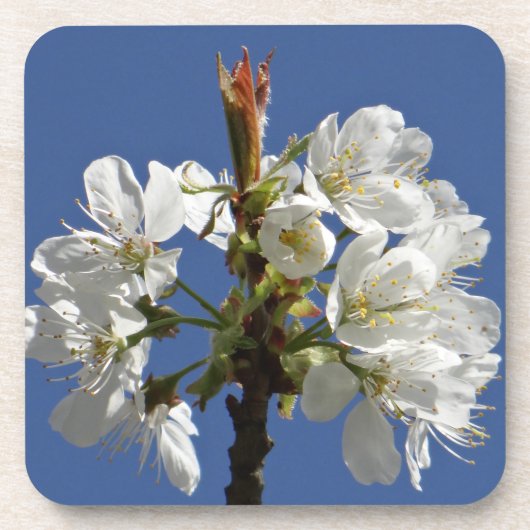 Weißer Frühlingsblut Getränkeuntersetzer (Vorderseite)