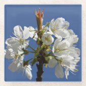 Weißer Frühlingsblut Glasuntersetzer (Vorderseite)