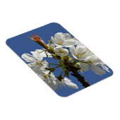Weißer Frühlingsblut Magnet (Rechte Seite)