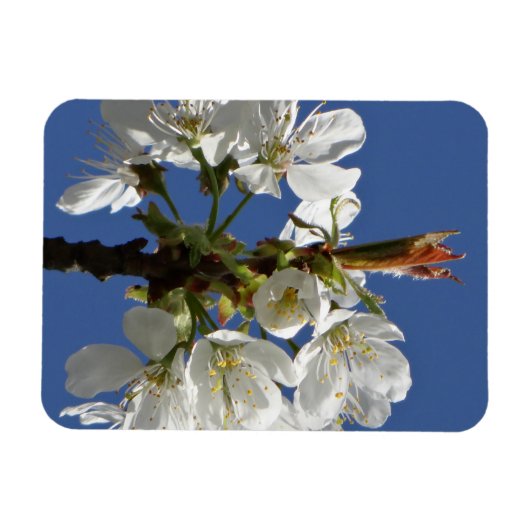 Weißer Frühlingsblut Magnet (Horizontal)