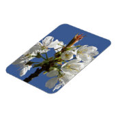 Weißer Frühlingsblut Magnet (Linke Seite)