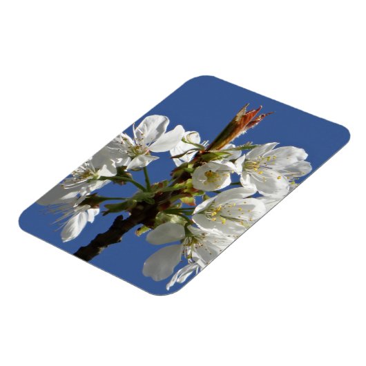 Weißer Frühlingsblut Magnet (Linke Seite)