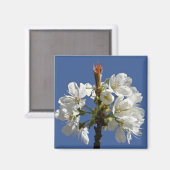 Weißer Frühlingsblut Magnet (Vorderseite/Rückseite)