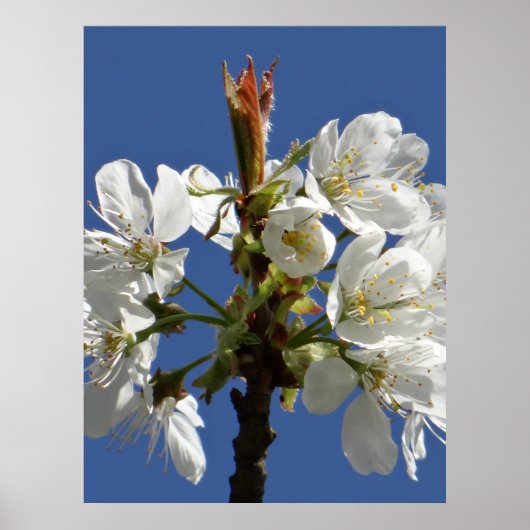 Weißer Frühlingsblut Poster (Vorne)