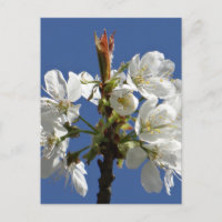 Weißer Frühlingsblut