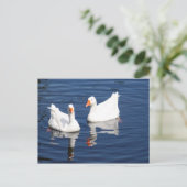Weißer Gänse 9598 Postkarte (Stehend Vorderseite)