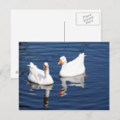Weißer Gänse 9598 Postkarte (Vorne/Hinten)