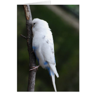 Weißer Gänsebaum