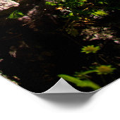 Weißer Gänseblümchen in Gestein Poster (Ecke)