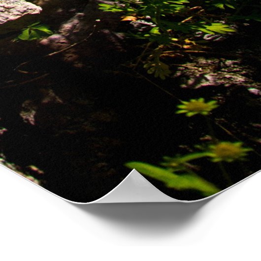 Weißer Gänseblümchen in Gestein Poster (Ecke)