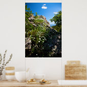 Weißer Gänseblümchen in Gestein Poster (Küche)