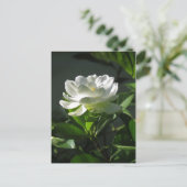 Weißer Gardenia Blossom Postkarte 2 (Stehend Vorderseite)