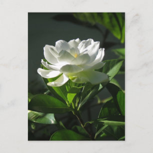 Weißer Gardenia Blossom Postkarte 2