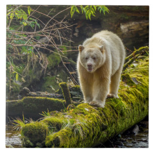 Weißer Geistbär   British Columbia, Kanada Fliese