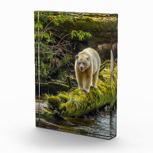 Weißer Geistbär British Columbia, Kanada Fotoblock