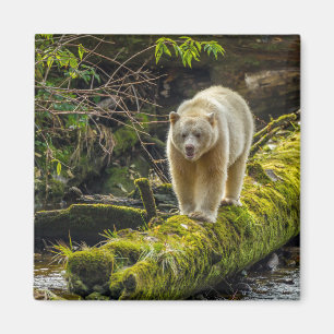 Weißer Geistbär   British Columbia, Kanada Magnet