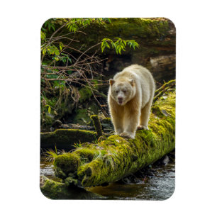 Weißer Geistbär   British Columbia, Kanada Magnet