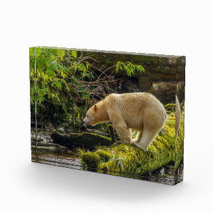 Weißer Geistbär Fotoblock