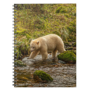 Weißer Geistbär jagt auf Riordan Creek nach Fische Notizblock