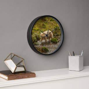 Weißer Geistbär jagt auf Riordan Creek nach Fische Uhr
