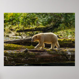 Weißer Geistbär jagt Poster