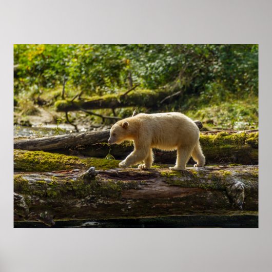 Weißer Geistbär jagt Poster (Vorne)