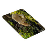 Weißer Geistbär Magnet (Rechte Seite)