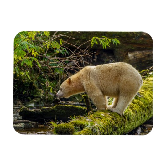 Weißer Geistbär Magnet (Horizontal)