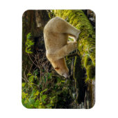 Weißer Geistbär Magnet (Vertikal)