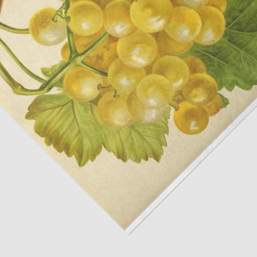 Weißer Gelber Weintraum Weintrauben Seidenpapier (Ausschnitt)