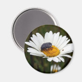 Weißer gepunkteter Käfer-Zauber Magnet (Vorderseite/Rückseite)