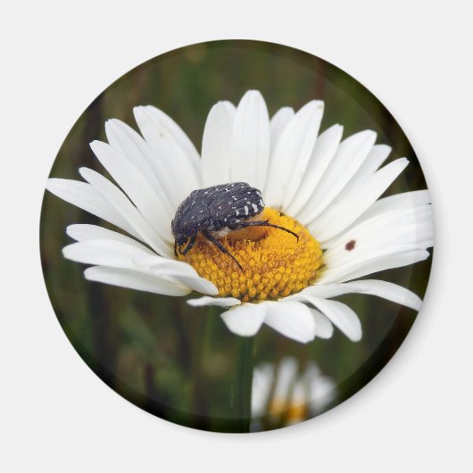 Weißer gepunkteter Käfer-Zauber Magnet (Vorne)