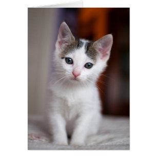 Weißer gepunkteter Kitty