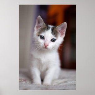 Weißer gepunkteter Kitty Poster