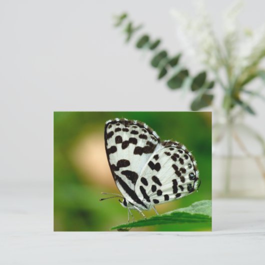 Weißer Gepunkteter Pierrot-Schmetterling Postkarte (Stehend Vorderseite)