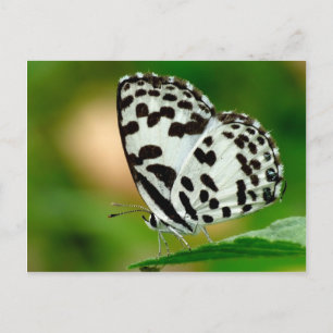 Weißer Gepunkteter Pierrot-Schmetterling Postkarte