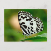 Weißer Gepunkteter Pierrot-Schmetterling Postkarte (Vorderseite)