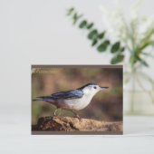 Weißer, gerösteter Nuthatch Tennessee Postkarte (Stehend Vorderseite)