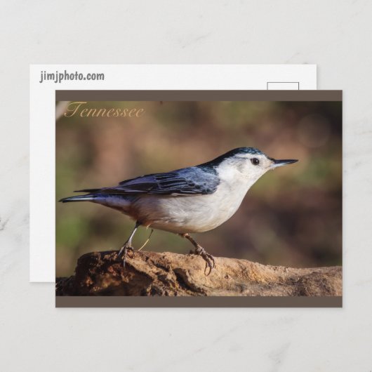 Weißer, gerösteter Nuthatch Tennessee Postkarte (Vorne/Hinten)