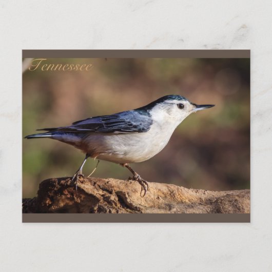 Weißer, gerösteter Nuthatch Tennessee Postkarte (Vorderseite)
