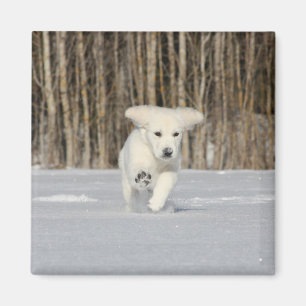 Weißer Golden Retriever Welpe im Schnee Magnet