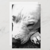 Weißer Grubenbull Briefpapier (Vorne/Hinten)